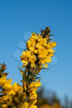 Gorse flowering on a frosty sunny day at Chailey Nature reserve in East Sussex