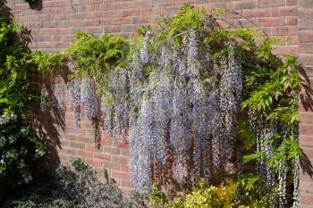 Wisteria with a profusion of blue flowers in springtime