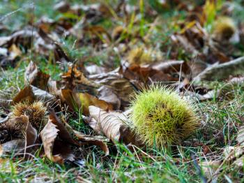 Sweet Chestnut (Castanea sativa)