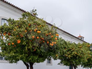 Orange Trees Fruiting in Faro