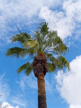 Palm Tree growing in Tavira Portugal