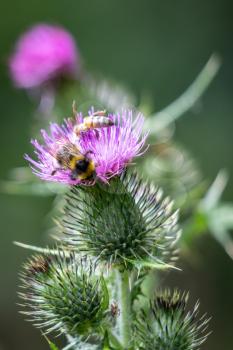 Buff-tailed bumblebee (Bombus terrestris) gathering pollen from a Thistle
