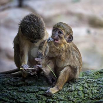 A Pair of Talapoin Monkeys (Miopithecus talapoin) in the Bioparc Fuengirola