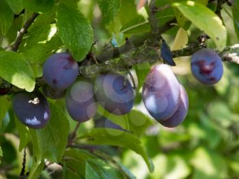 Bunch of Plums ripening in the sunshine