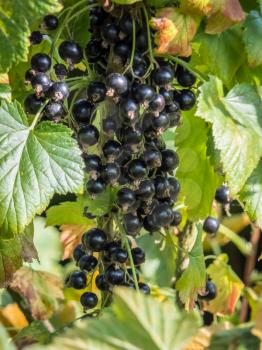 Bunch of Blackcurrants ripening in the sun