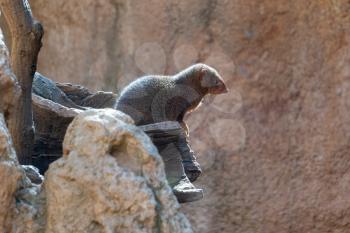 VALENCIA, SPAIN - FEBRUARY 26 : Watchful Common Dwarf Mongoose at the Bioparc in Valencia Spain on February 26, 2019