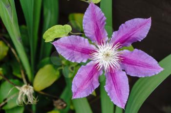 Pink Clematis in Full Bloom