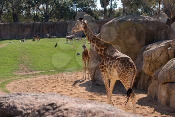 VALENCIA, SPAIN - FEBRUARY 26 : African Giraffes at the Bioparc in Valencia Spain on February 26, 2019