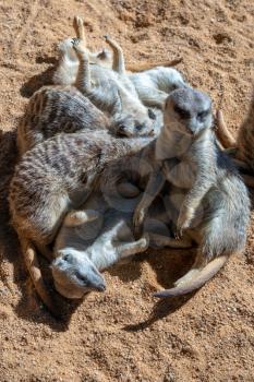 VALENCIA, SPAIN - FEBRUARY 26 : Meerkats at the Bioparc in Valencia Spain on February 26, 2019