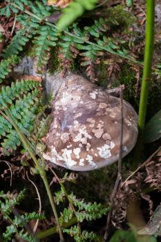 Shelf fungus, also called bracket fungus (basidiomycete) growing on a fallen tree