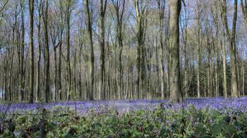 Bluebells in Wepham Wood