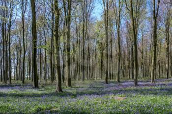 Bluebells in Wepham Wood