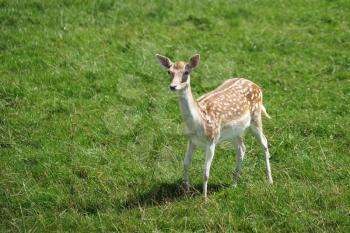 Fallow Deer (Dama dama)