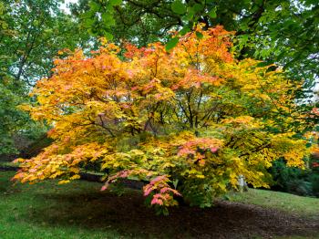 Acer Soccharinum Tree in Autumn