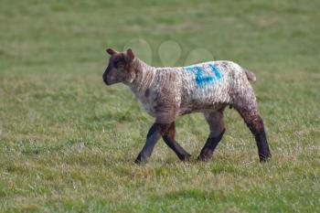 Brown Lamb at Home on the South Downs in Sussex