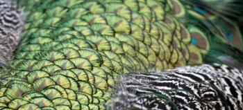 Peacock (Pavo cristatus)