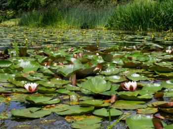 Water Lilies at Hever Castle