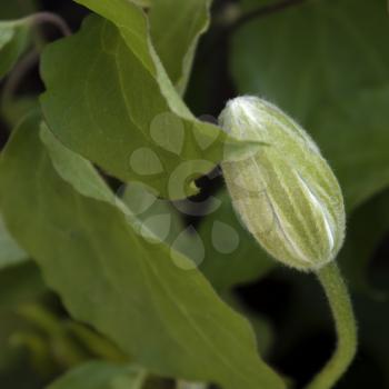 Clematis bud about to bloom in springtime