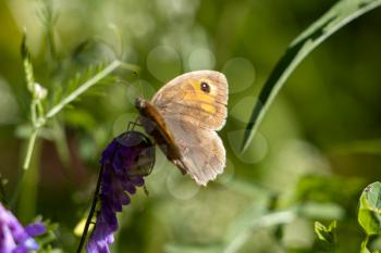 Small Heath Butterfly (Coenonympha pamphilus) resting on a wild flower