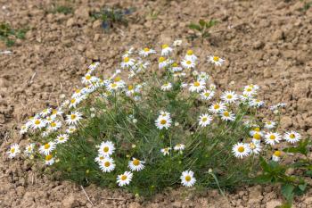 Wild Daisies growing on the edge of a farm field