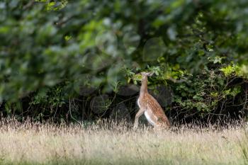 Fallow Deer (Dama dama) eating leaves in woodland in East Grinstead