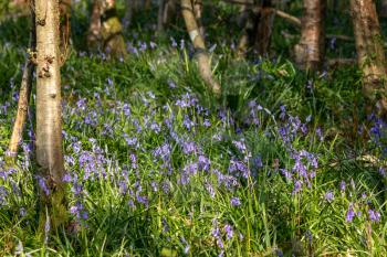 A clump of Bluebells flowering in the spring sunshine