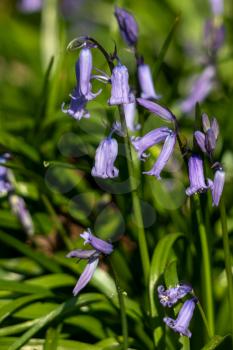 A clump of Bluebells flowering in the spring sunshine