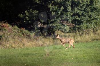 Red Deer (Cervus elaphus) in a field near East Grinstead