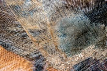 Close-up of a freshly sawn tree trunk
