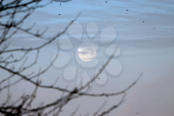 Early morning moon setting on an autumn day over East Grinstead