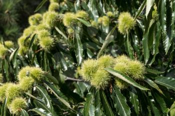 Sweet Chestnut (castanea sativa)