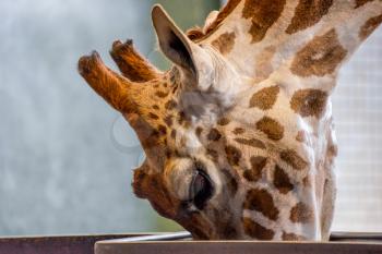 Giraffe (Giraffa camelopardalis)