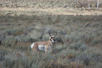 Pronghorn (Antilocapra americana)