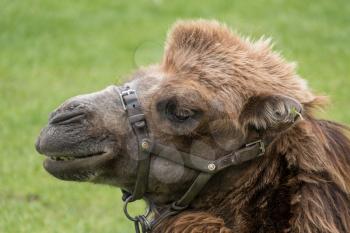 Bactrian Camel (Camelus bactrianus)