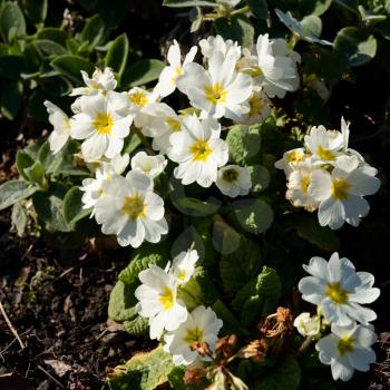 A group of yellow Primroses flowering in the spring sunshine