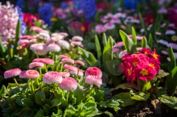 Spring flowers blooming in a flowerbed in East Grinstead