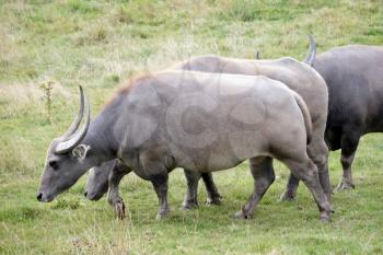 Water Buffalo or domestic Asian Water Buffalo (Bubalus bubalis)