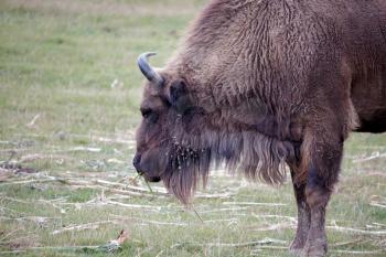 European bison (Bison bonasus)