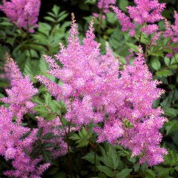 Pink Astilbe (Valerie) in full bloom