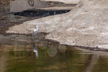 Little Egret (Egretta garzetta)  in Sardinia