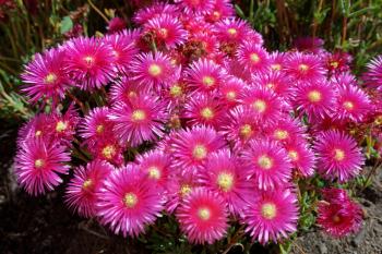 Sea Fig (Carpobrotus chilensis) in Porto Cervo