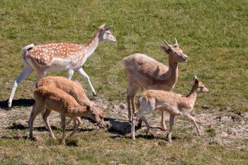 A herd of Fallow Deer (Dama dama) walking in the sunshine