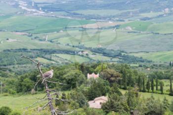 Collared Dove perched on a tree in Val d'Orcia Tuscany