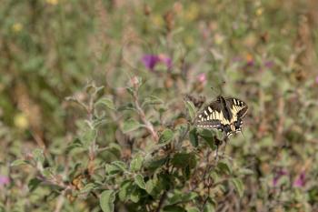 Swallowtail butterfly in Tuscany