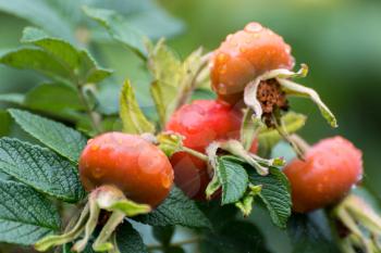 Cultivated Rose Hips