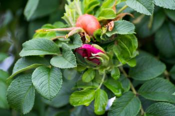 Cultivated Rose Hips