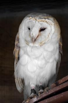 Barn Owl (Tyto alba)