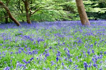 Bluebells in Full Bloom