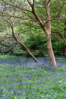 Bluebells in Full Bloom