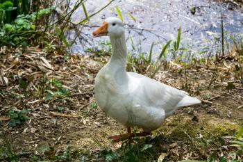 Domesticated Goose